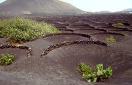 Ausflug zu den Weinpflanzungen bei La Geria auf Lanzarote